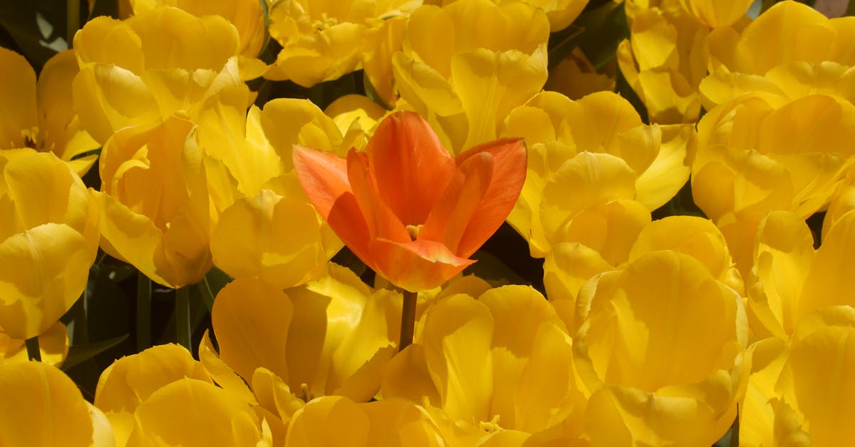 Are tulips edible? - Flowers Are tulips edible? - Flowers