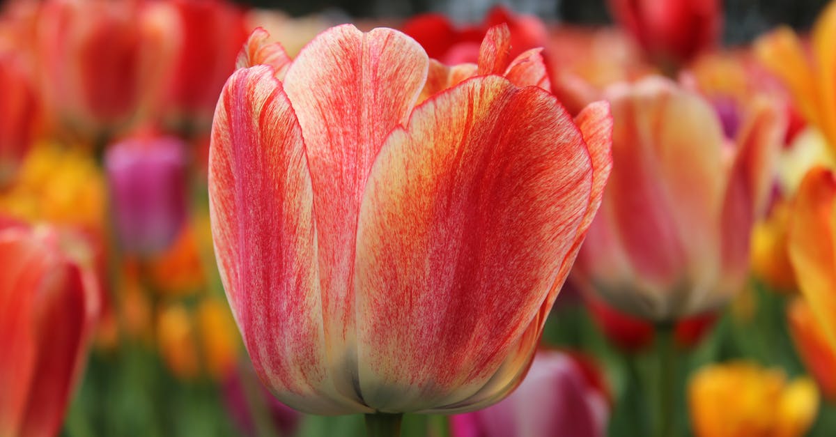 Are tulips edible? - Close-up Photo of Garden Tulips Are tulips edible? - Close-up Photo of Garden Tulips