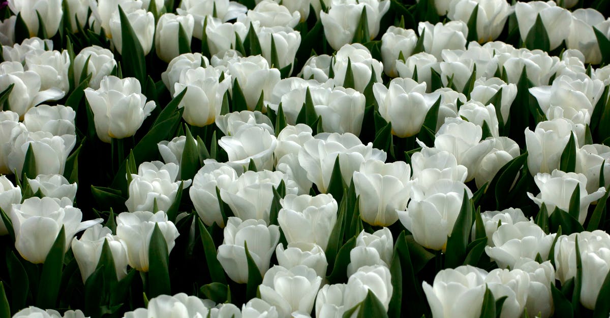 Are tulips edible? - White Tulips in Bloom Are tulips edible? - White Tulips in Bloom