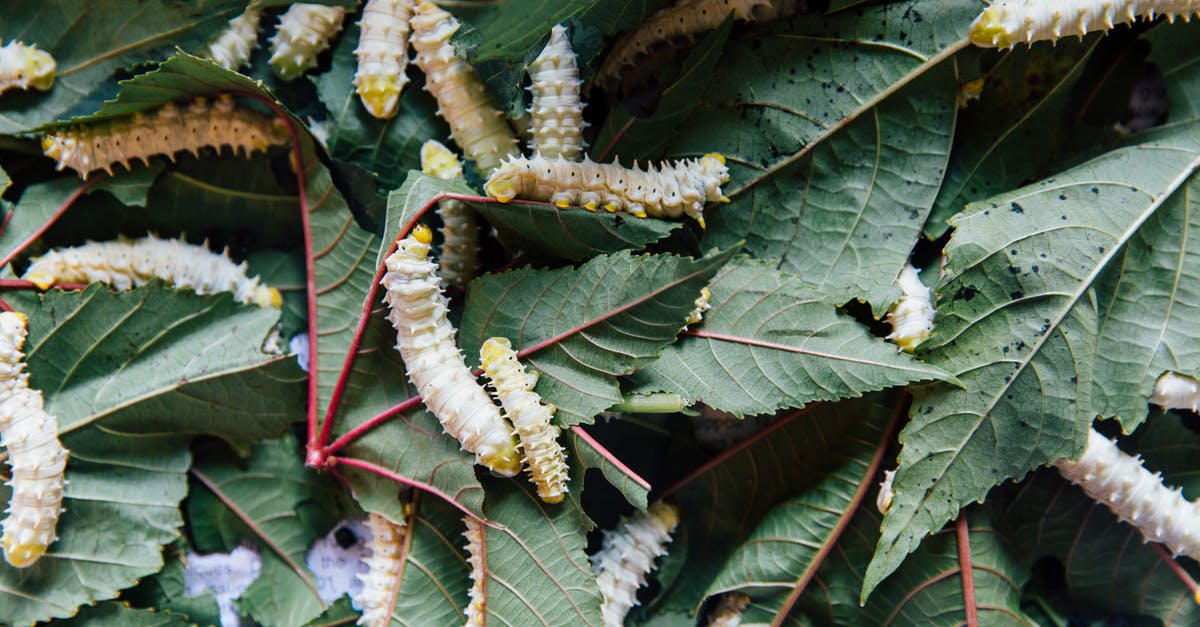At what point (after clams die) are they ok to eat - From above of flexible similar white caterpillars with barbed bellies eating green pointed leaves with veins on surface in daylight At what point (after clams die) are they ok to eat - From above of flexible similar white caterpillars with barbed bellies eating green pointed leaves with veins on surface in daylight
