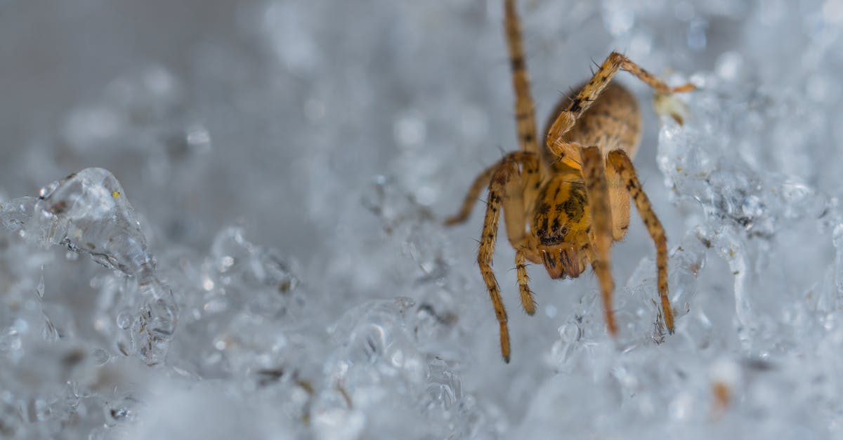 Avoid ice crystals in frappuccino - Selective Focus Photography of Brown Spider Avoid ice crystals in frappuccino - Selective Focus Photography of Brown Spider