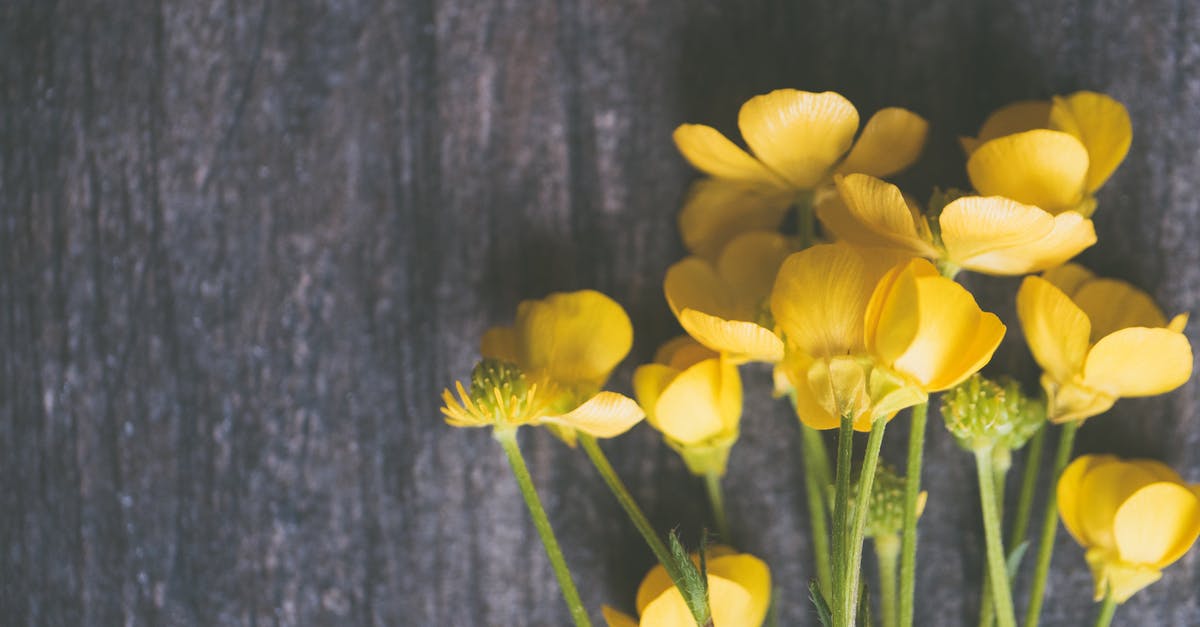 Béchamel and pomodoro - Yellow Buttercup Flowers on Grey Surface Béchamel and pomodoro - Yellow Buttercup Flowers on Grey Surface