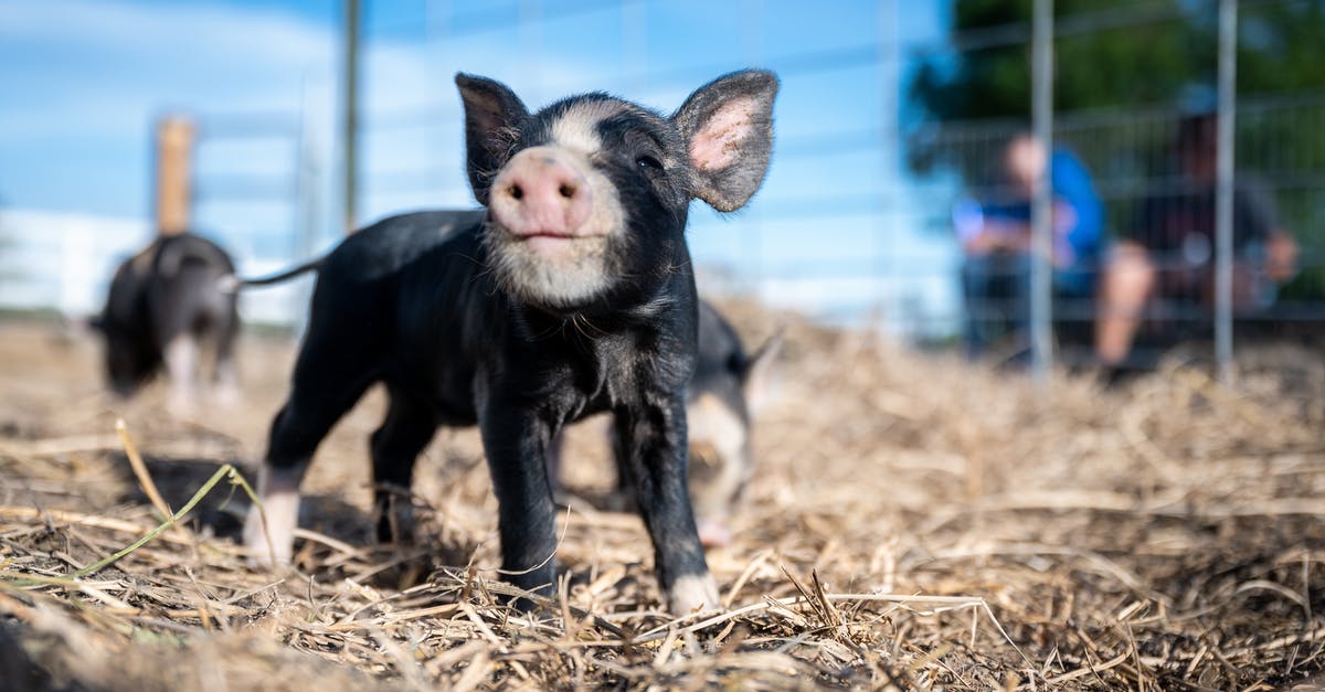 Babi Guling - Balinese Suckling Pig - alternative cuts of pork for it? - Passel of happy little piggies walking together on dry grass in farm enclosure on sunny weather