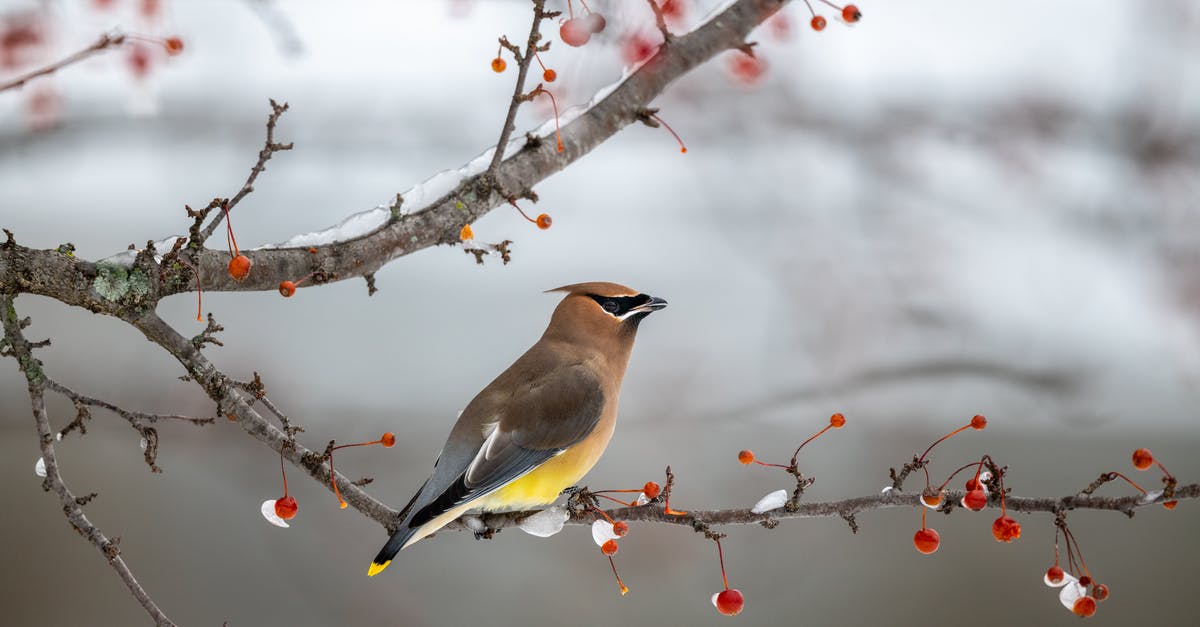 Bake wings frozen or thawed? - Adorable fluffy bird sitting on tree branch near red berries in winter forest