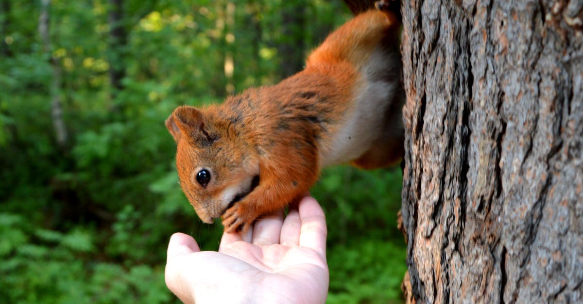 Baking granbarksost (spruce bark cheese) (Brie) with little mould - Squirrel Biting Person's Hand Baking granbarksost (spruce bark cheese) (Brie) with little mould - Squirrel Biting Person's Hand
