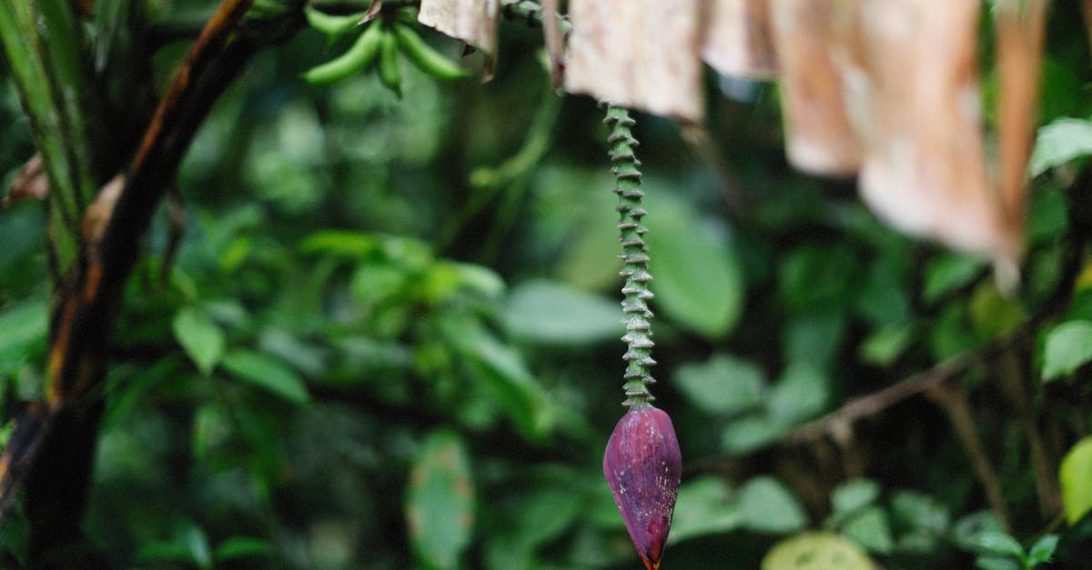 Banana blossoms versus bean sprouts - The Purple Flower of a Banana Tree Banana blossoms versus bean sprouts - The Purple Flower of a Banana Tree