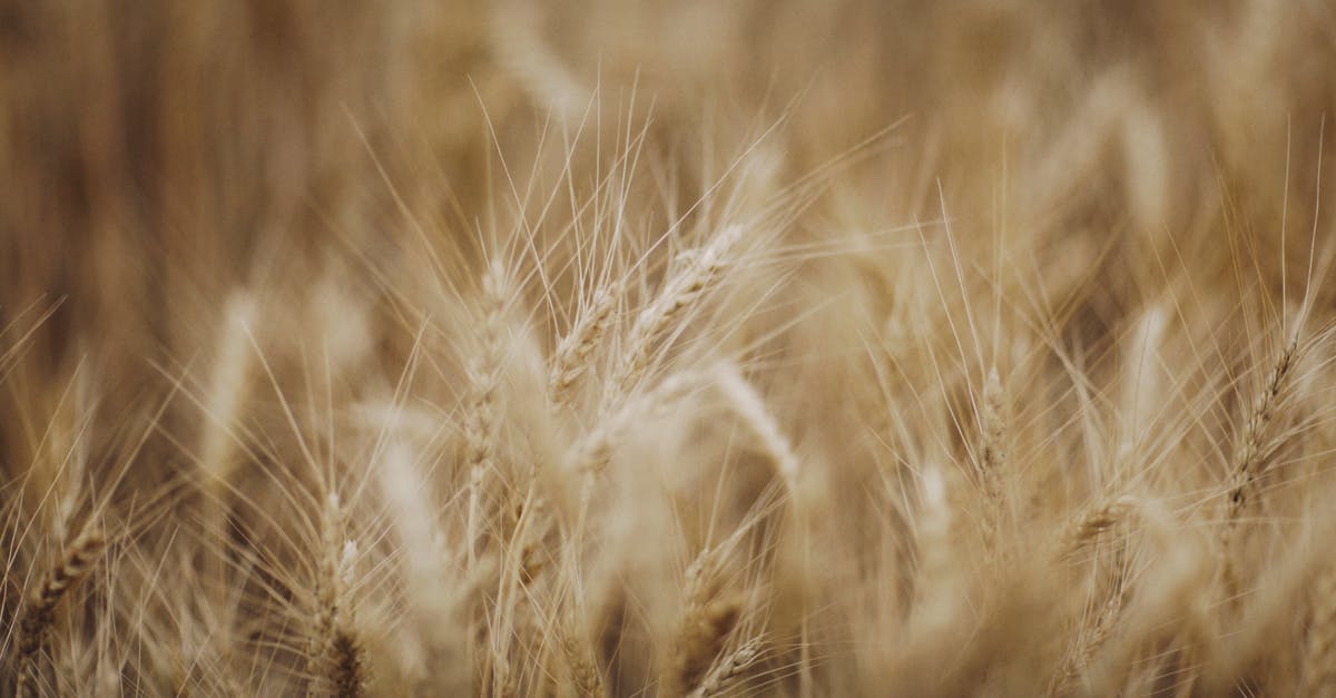 Barley vs. oats? - Brown Wheat in Close Up Photography Barley vs. oats? - Brown Wheat in Close Up Photography