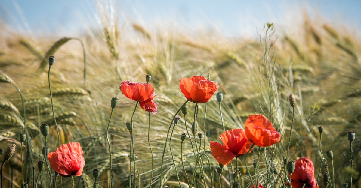 Barley vs. oats? - Red Broad Petaled Flowers Barley vs. oats? - Red Broad Petaled Flowers