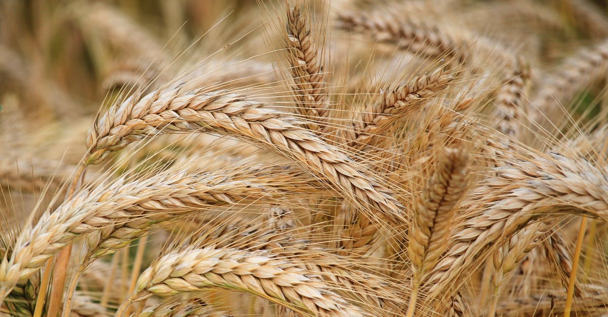 Barley vs. oats? - Close-up of Wheat Barley vs. oats? - Close-up of Wheat
