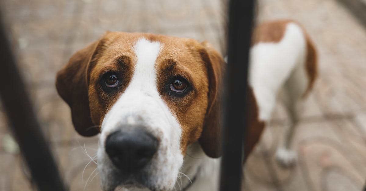 Bartenders friend left on too long - From above unhappy English Foxhound dog with brown and white fur standing behind metal bars and looking up with sadness Bartenders friend left on too long - From above unhappy English Foxhound dog with brown and white fur standing behind metal bars and looking up with sadness