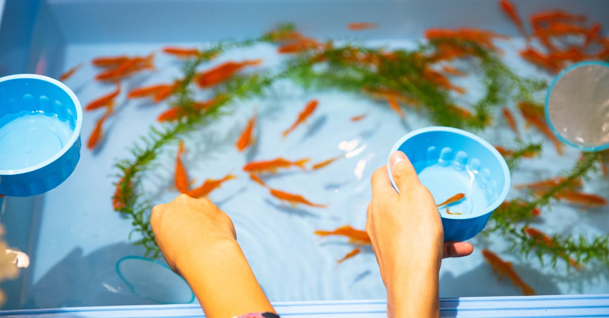 Basil - to wash or not to wash? Best practices? - High angle faceless friends catching small orange aquarium fish from plastic basin to put in clean fishbowl Basil - to wash or not to wash? Best practices? - High angle faceless friends catching small orange aquarium fish from plastic basin to put in clean fishbowl