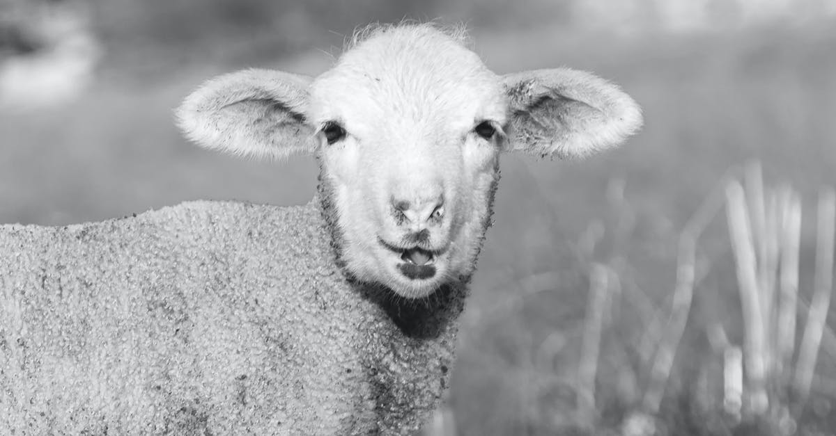 Bean substitute for lamb in moussaka? - Grayscale Photo of Sheep on Grass Field Bean substitute for lamb in moussaka? - Grayscale Photo of Sheep on Grass Field