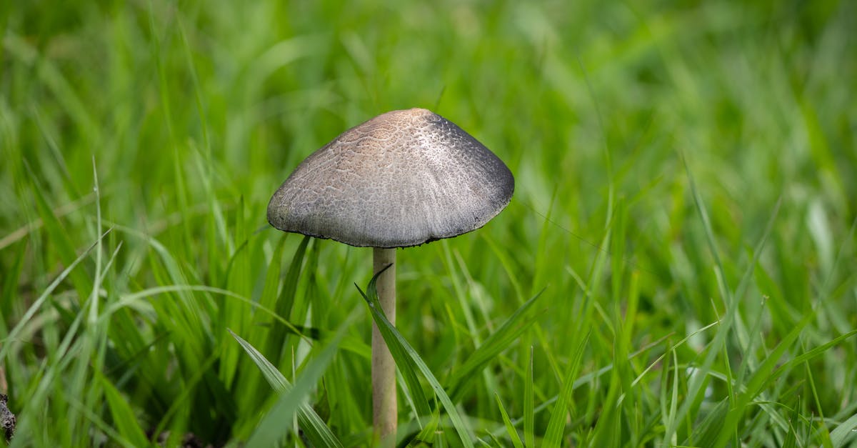 Beets have a fungus - Brown Mushroom in Green Grass Field Beets have a fungus - Brown Mushroom in Green Grass Field