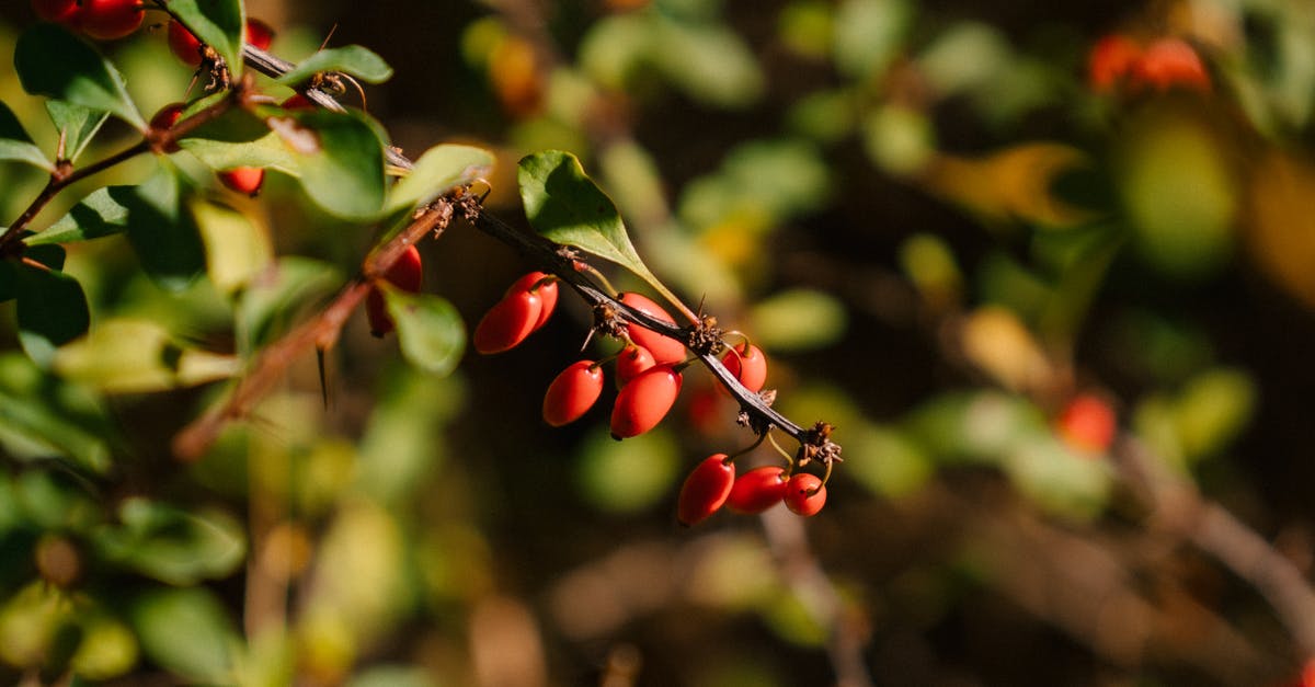 berberis vulgaris vs berberis aristata - Red berries of barberry in garden berberis vulgaris vs berberis aristata - Red berries of barberry in garden