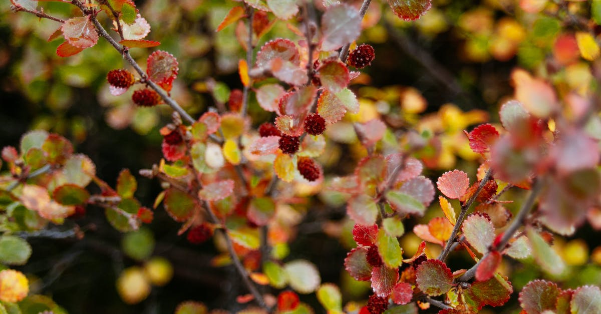 berberis vulgaris vs berberis aristata - From above of thin branches of shrub with red berries covered with dew berberis vulgaris vs berberis aristata - From above of thin branches of shrub with red berries covered with dew