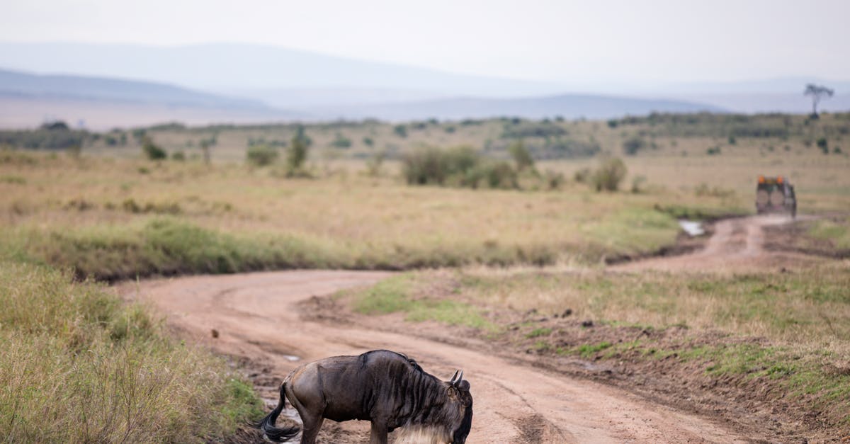 best way to preserve ricotta? - Full length wild gnu crossing rural dirt road in vast grassy savanna on cloudy day best way to preserve ricotta? - Full length wild gnu crossing rural dirt road in vast grassy savanna on cloudy day