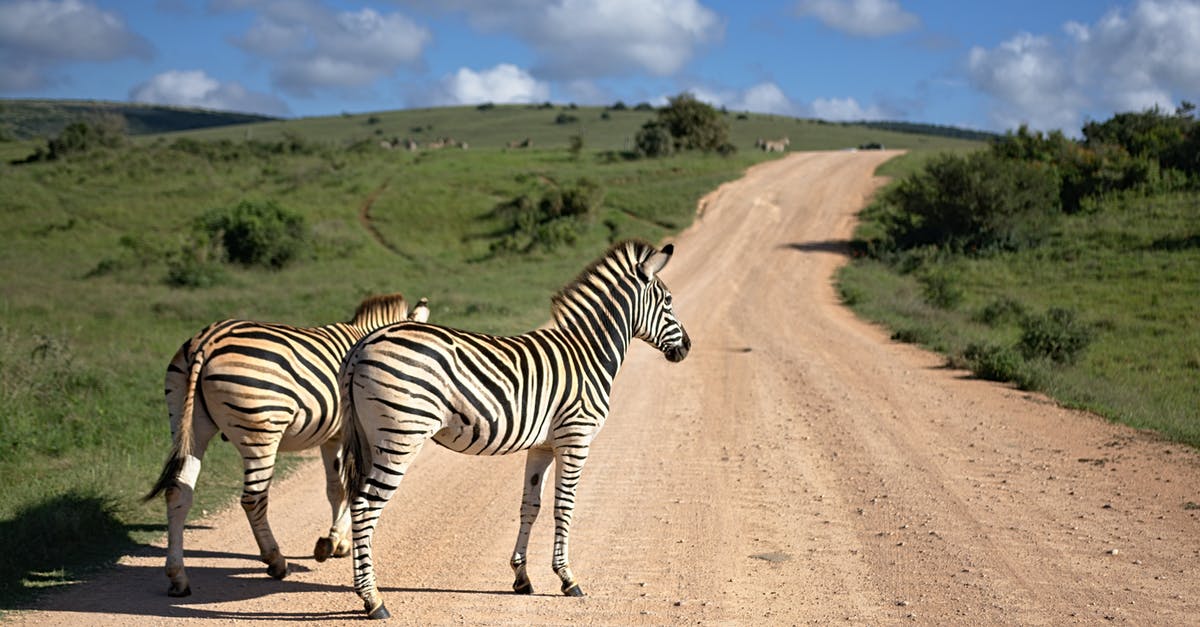 best way to preserve ricotta? - Zebras standing on path in savanna best way to preserve ricotta? - Zebras standing on path in savanna