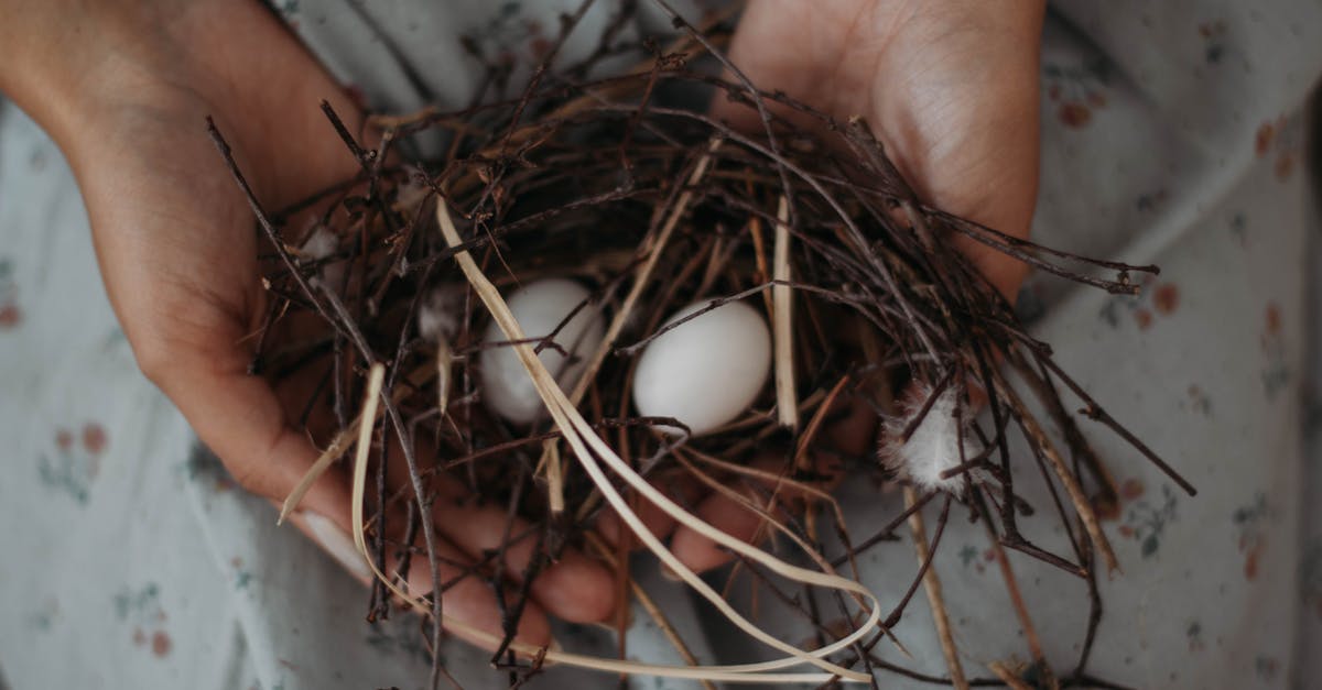 Beverage Cooler vs Small Refrigerator for Raw Chicken? - Crop woman demonstrating nest with fresh eggs Beverage Cooler vs Small Refrigerator for Raw Chicken? - Crop woman demonstrating nest with fresh eggs