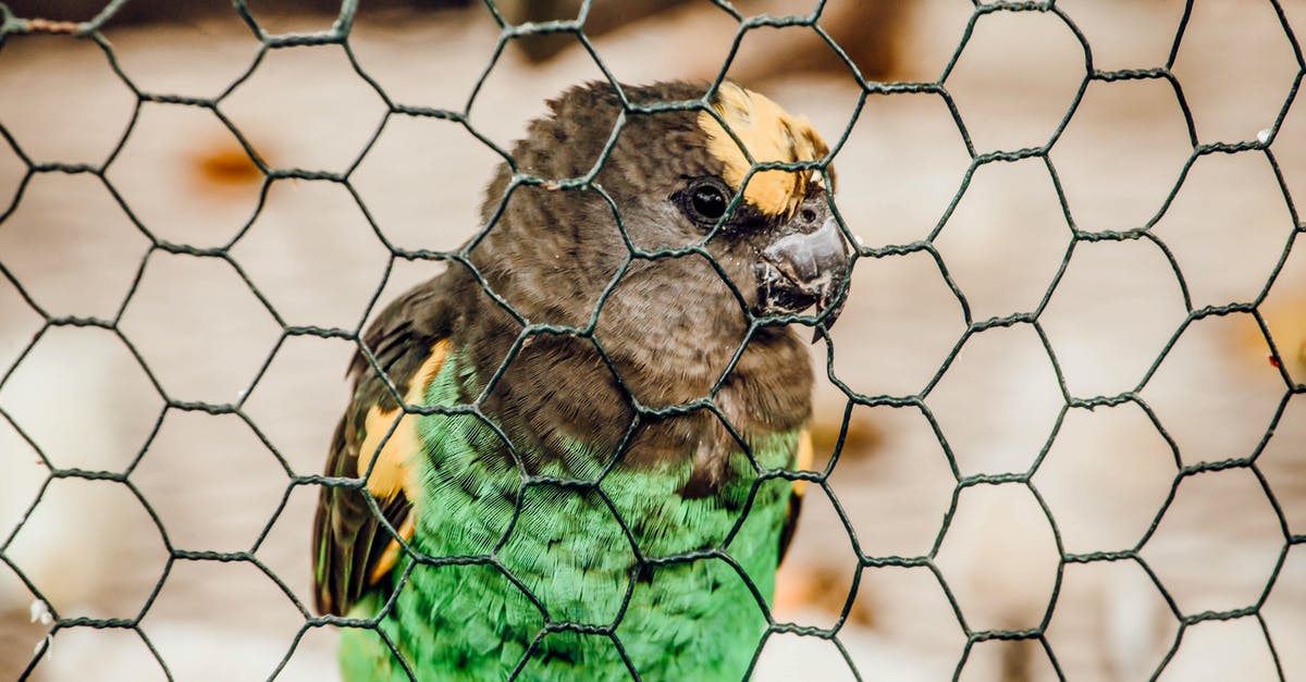 bird poop on cast iron dutch oven - Green Yellow and Black Bird on Brown Metal Cage bird poop on cast iron dutch oven - Green Yellow and Black Bird on Brown Metal Cage