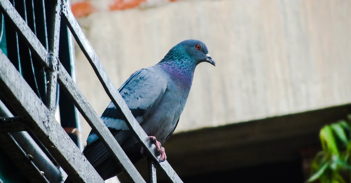 bird poop on cast iron dutch oven - Blue Pigeon on Metal Rail bird poop on cast iron dutch oven - Blue Pigeon on Metal Rail