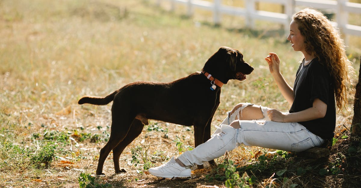 Bizarre: Chocolate tempering is good on the outside - Full body side view of young female owner training Labrador Retriever with collar while sitting on grassy ground in countryside Bizarre: Chocolate tempering is good on the outside - Full body side view of young female owner training Labrador Retriever with collar while sitting on grassy ground in countryside