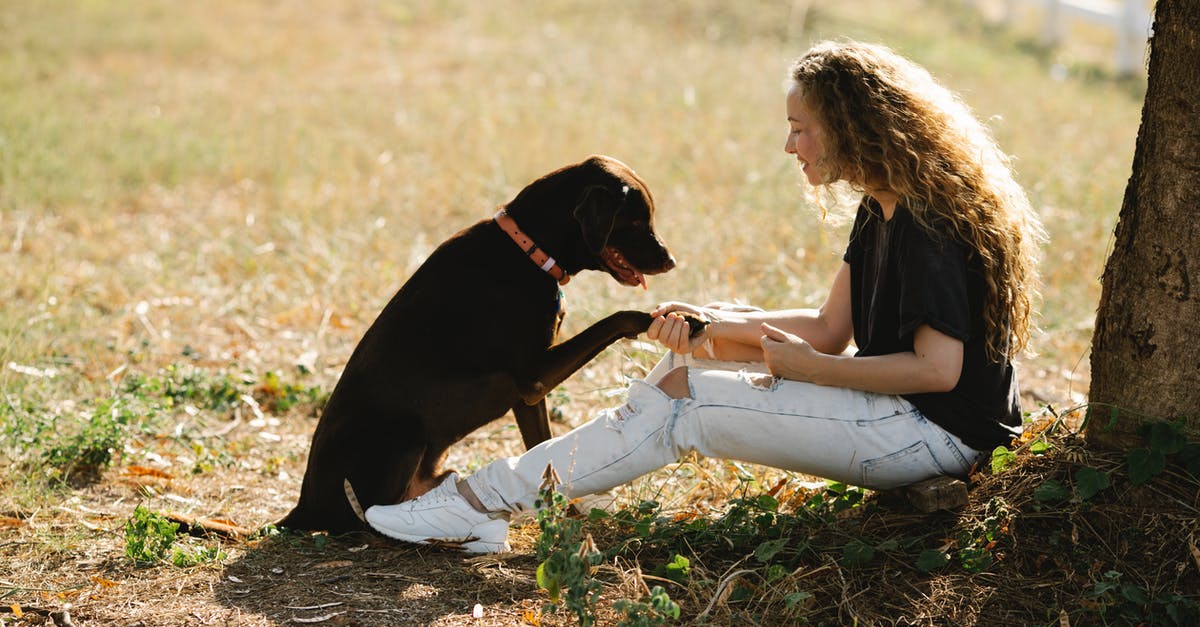 Bizarre: Chocolate tempering is good on the outside - Woman sitting with Labrador near tree Bizarre: Chocolate tempering is good on the outside - Woman sitting with Labrador near tree