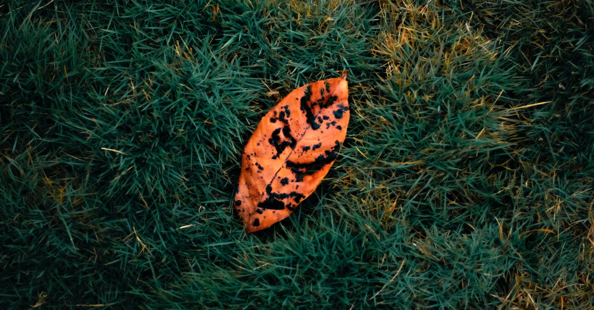 Black Spot on Ground Beef? - Top view of fallen faded orange leaf with black spots placed on meadow with green grass in nature with sunlight Black Spot on Ground Beef? - Top view of fallen faded orange leaf with black spots placed on meadow with green grass in nature with sunlight