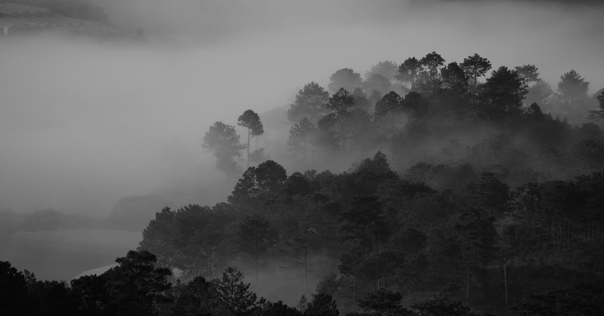 Black tea develops cloudy dregs; how to avoid? - Grayscale Photography of Trees Black tea develops cloudy dregs; how to avoid? - Grayscale Photography of Trees