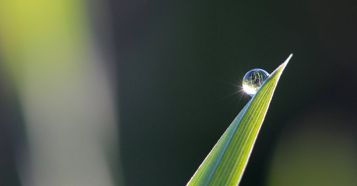 Blade of Mace Quantity - Selective Focus Photography of Leaves With Water Drop Blade of Mace Quantity - Selective Focus Photography of Leaves With Water Drop