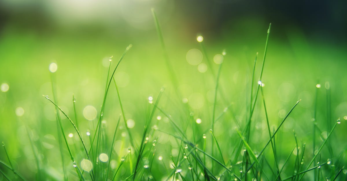 Blade of Mace Quantity - Closeup Photo of Green Grass Field Blade of Mace Quantity - Closeup Photo of Green Grass Field