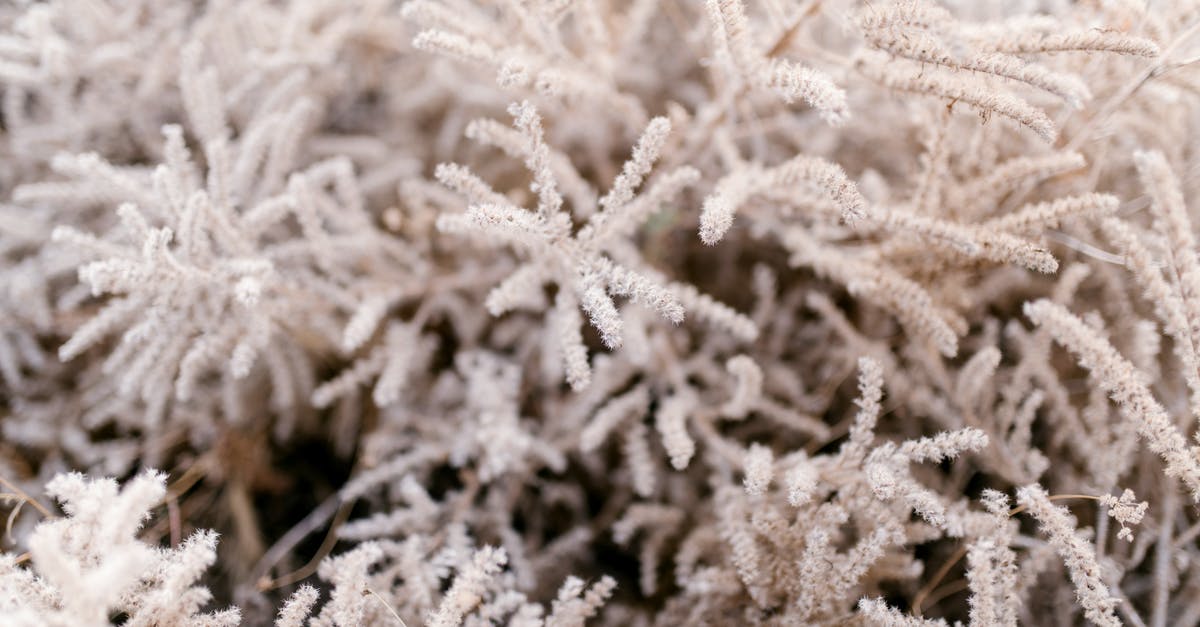 blanching slightly frozen fresh garden carrots - Frozen branches of evergreen tree covered with white hoarfrost and needles of crystals blanching slightly frozen fresh garden carrots - Frozen branches of evergreen tree covered with white hoarfrost and needles of crystals
