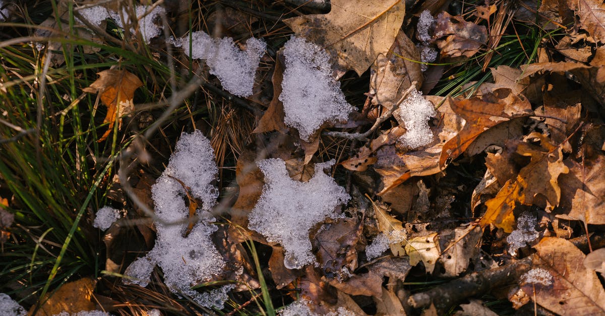 blanching slightly frozen fresh garden carrots - From above of dry fallen foliage near fresh grass under snow in countryside blanching slightly frozen fresh garden carrots - From above of dry fallen foliage near fresh grass under snow in countryside