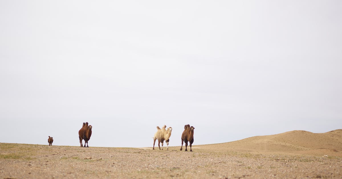 Bleach white shrimp, different species? - Herd of various purebred domestic camels walking on sandy terrain in desert under white sky in daylight