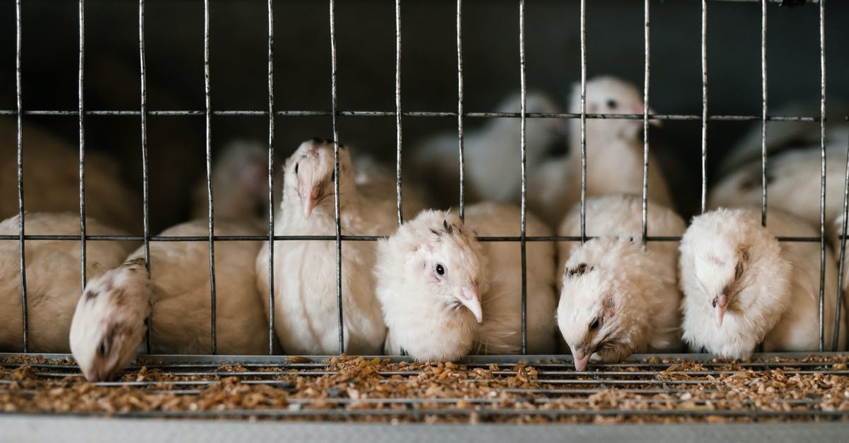 blood in poultry farm white egg - Cute white feathered quails eating from feeding system through cage at poultry farm blood in poultry farm white egg - Cute white feathered quails eating from feeding system through cage at poultry farm