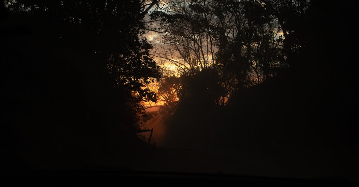 Bonbons are a mystery - Silhouette of Trees during Sunset Bonbons are a mystery - Silhouette of Trees during Sunset