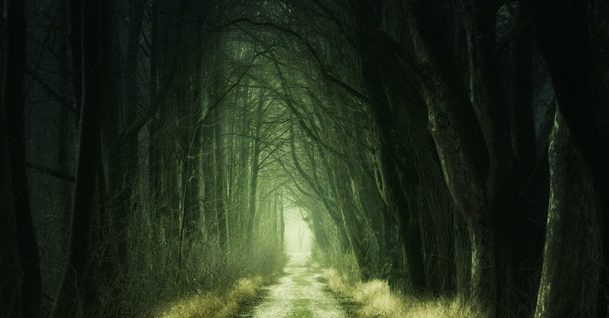 Bonbons are a mystery - Tree Tunnel at Daytime Bonbons are a mystery - Tree Tunnel at Daytime