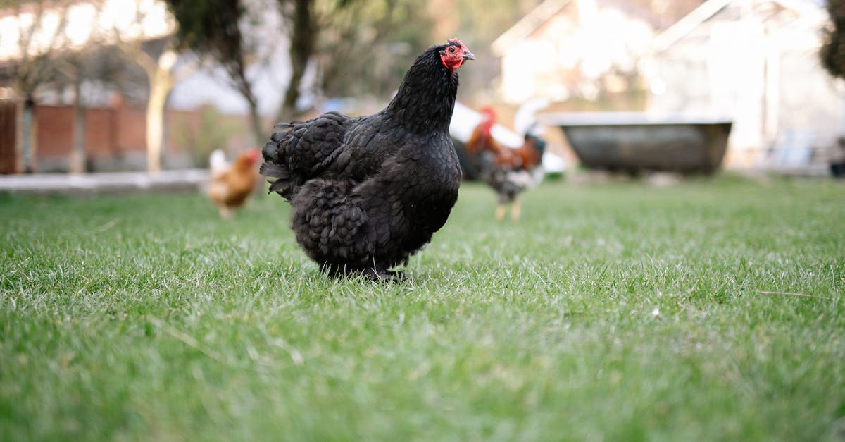 Braising boneless skinless chicken thighs? - Black Hen on Green Grass Field Braising boneless skinless chicken thighs? - Black Hen on Green Grass Field