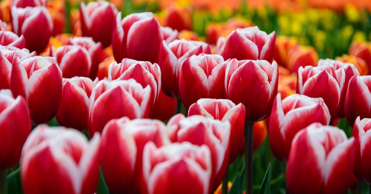 Braising with 2 dutch ovens - time? - Red Tulips Field Braising with 2 dutch ovens - time? - Red Tulips Field