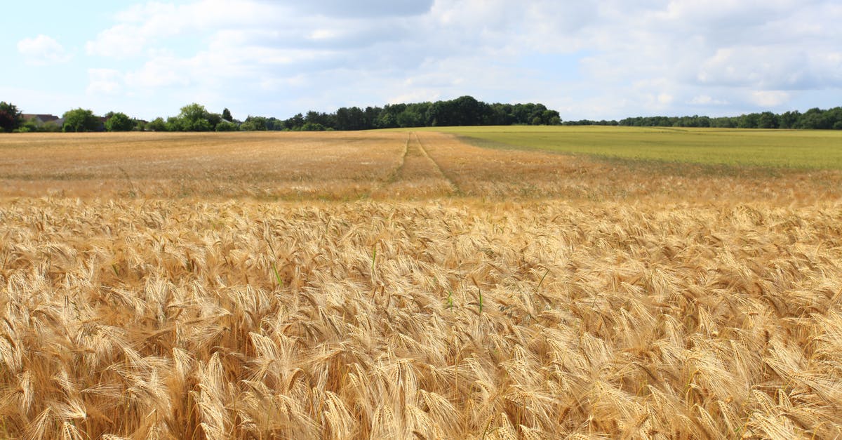 Bread substitute for wheat allergic - Rice Field Bread substitute for wheat allergic - Rice Field