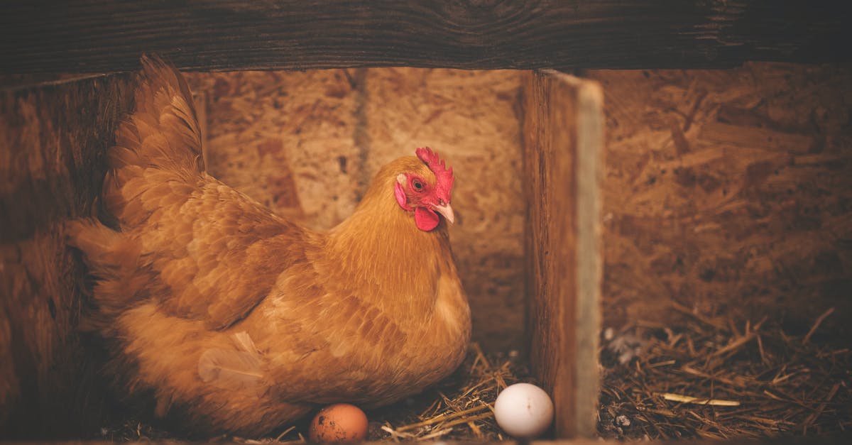 Breading/Crumbing Chicken in their own eggs - Brown Hen Near White Egg on Nest Breading/Crumbing Chicken in their own eggs - Brown Hen Near White Egg on Nest