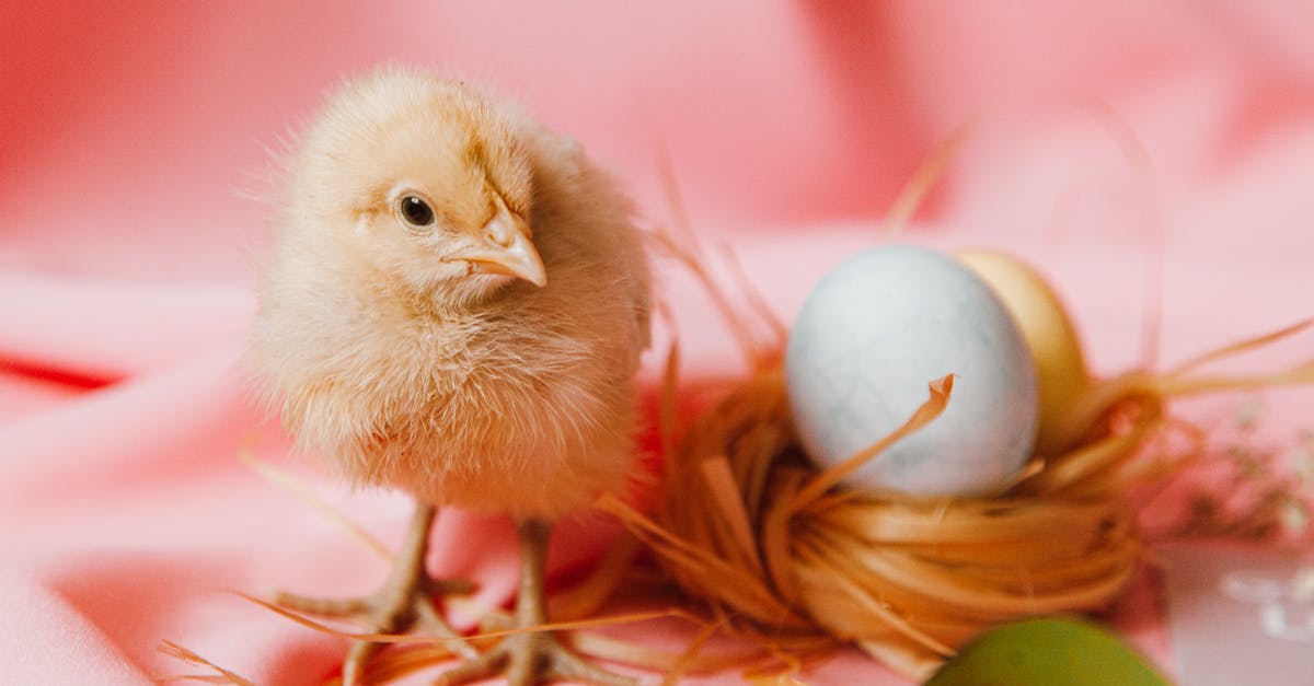 Breading/Crumbing Chicken in their own eggs - A Chick And Eggs On A Nest Breading/Crumbing Chicken in their own eggs - A Chick And Eggs On A Nest