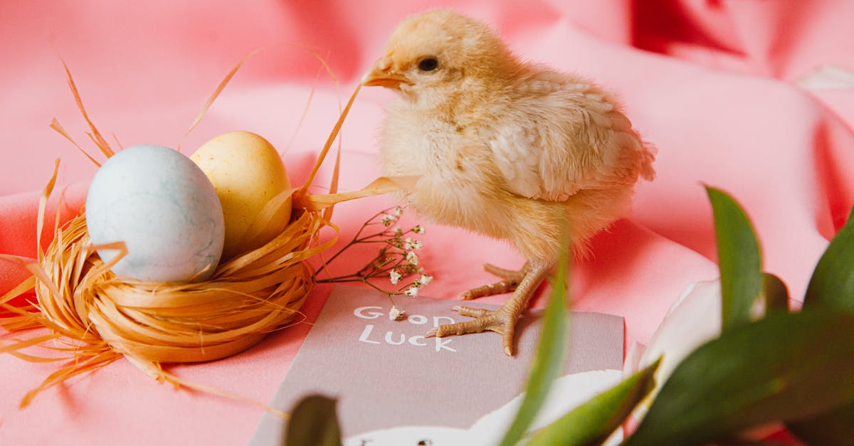 Breading/Crumbing Chicken in their own eggs - A Bird's Nestick With Two Colored Eggs Beside A Chick Breading/Crumbing Chicken in their own eggs - A Bird's Nestick With Two Colored Eggs Beside A Chick