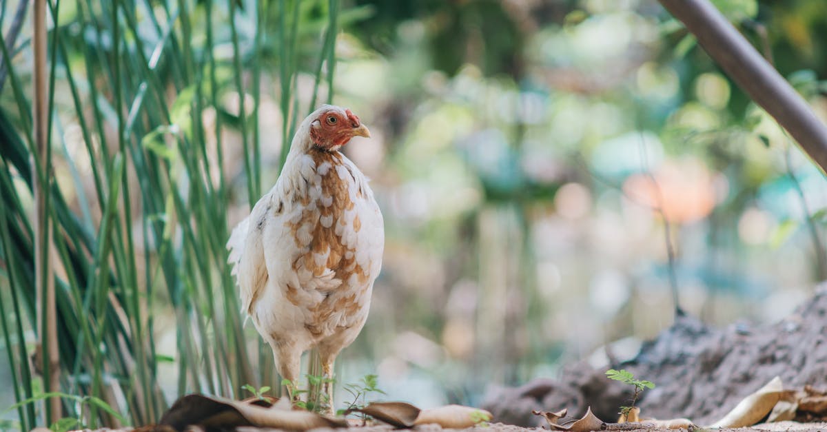 Breed of chicken - White and brown domestic hen standing in paddock on sunny day Breed of chicken - White and brown domestic hen standing in paddock on sunny day