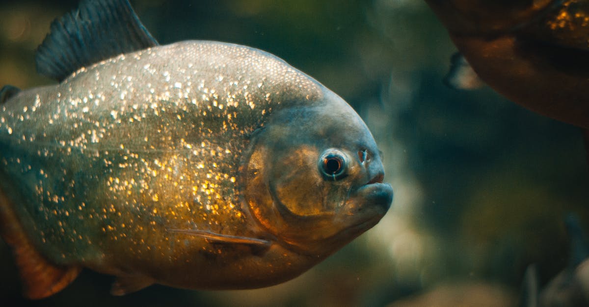 Brine, then marinate? - Brown and Gray Fish in Close Up Photography Brine, then marinate? - Brown and Gray Fish in Close Up Photography