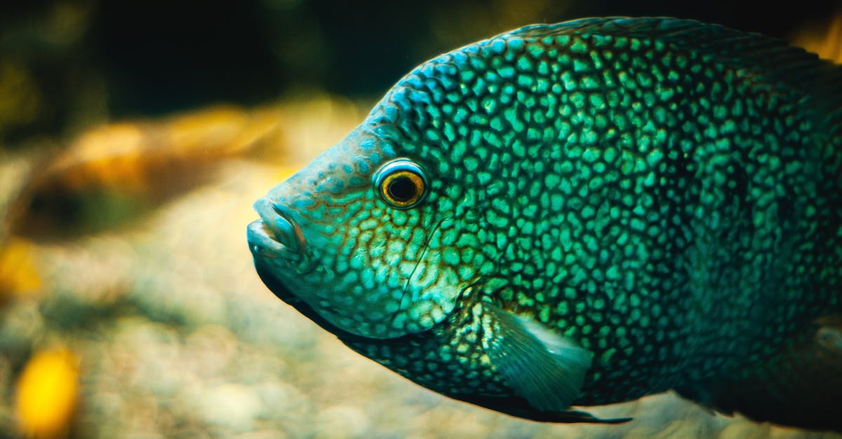 Brine, then marinate? - Blue and Green Fish in Close Up Photography Brine, then marinate? - Blue and Green Fish in Close Up Photography
