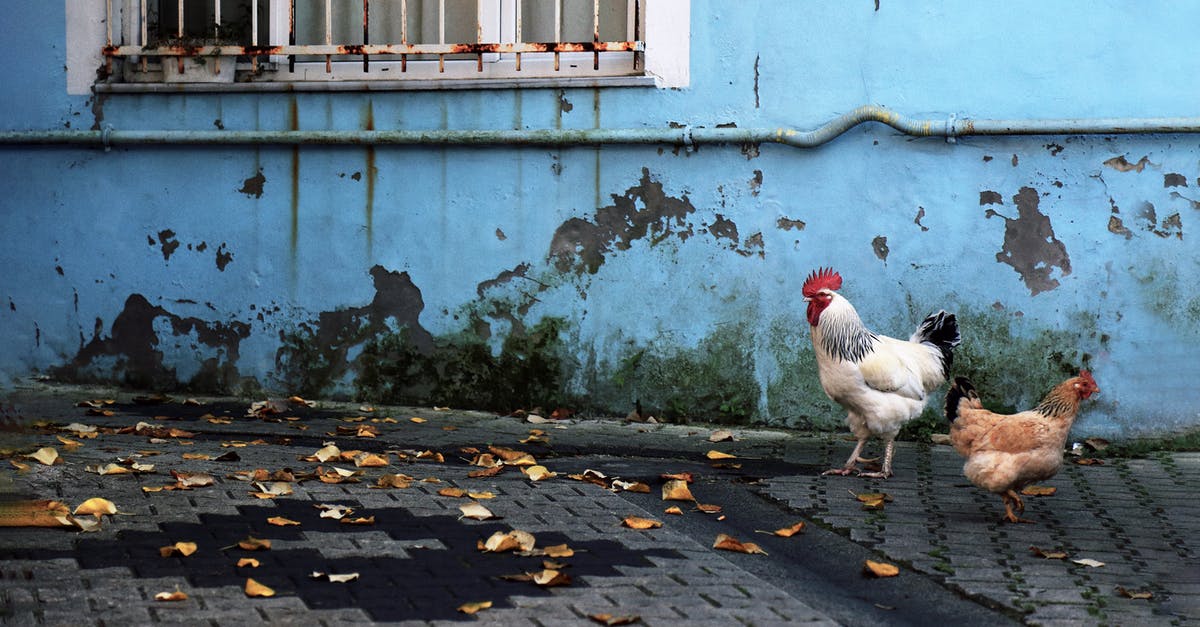 Brining multiple chickens - White Rooster on Gray Concrete Floor Brining multiple chickens - White Rooster on Gray Concrete Floor