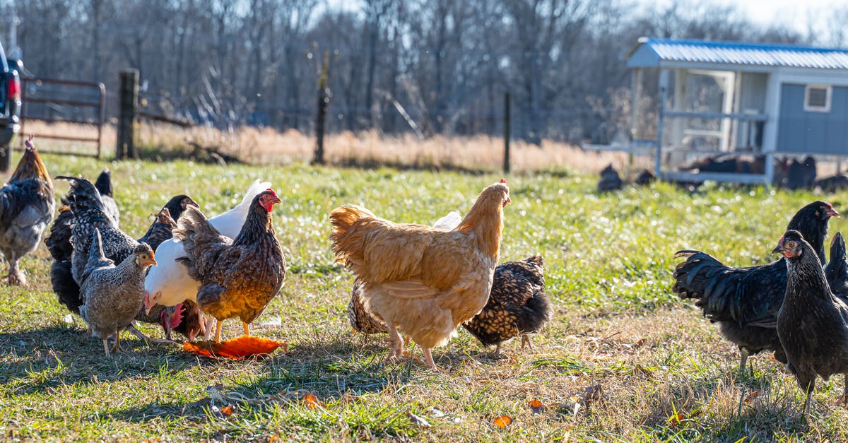 Brining multiple chickens - Chickens on a Grassy Field Brining multiple chickens - Chickens on a Grassy Field