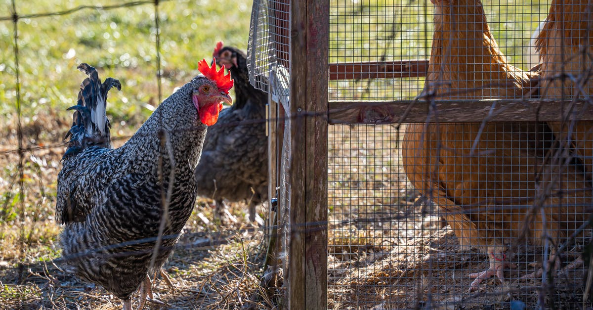 Brining multiple chickens - Black and White Chicken in Cage Brining multiple chickens - Black and White Chicken in Cage