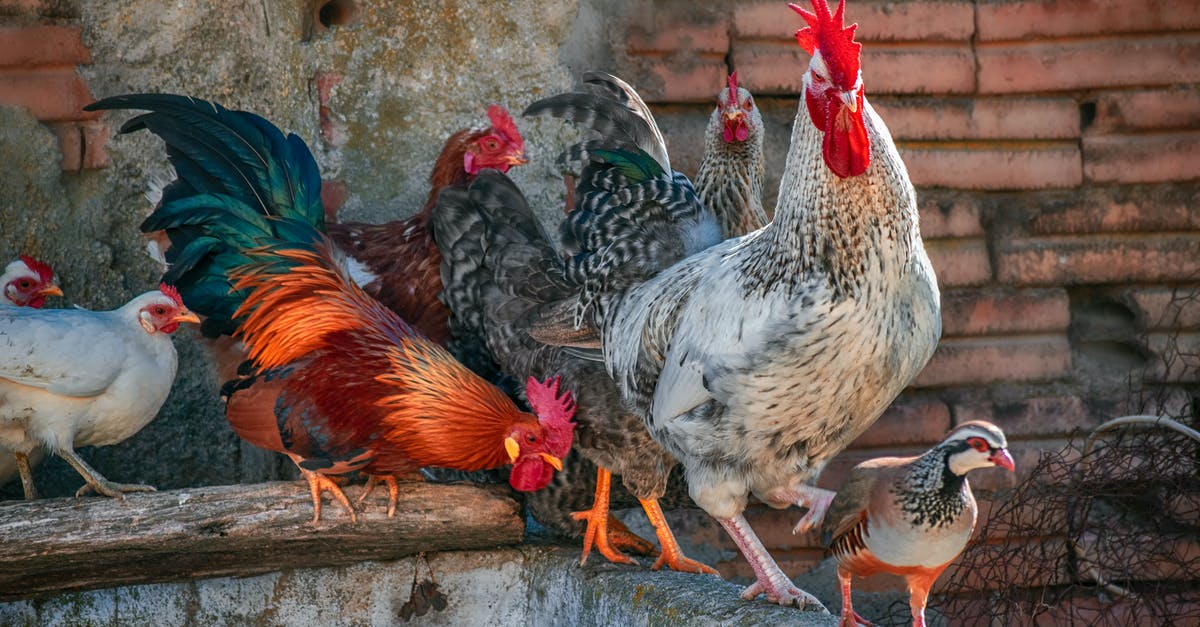 Brining multiple chickens - White and Black Rooster on Brown Wooden Fence Brining multiple chickens - White and Black Rooster on Brown Wooden Fence