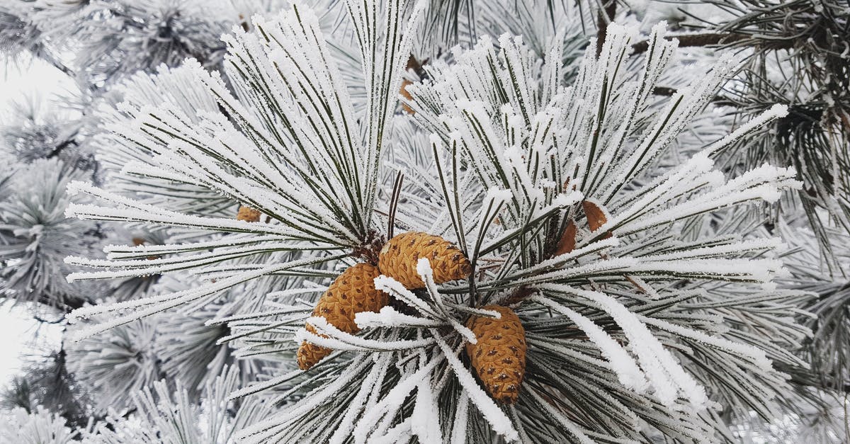 Brisket Temperature? [duplicate] - Cones on Branch Covered in Frost